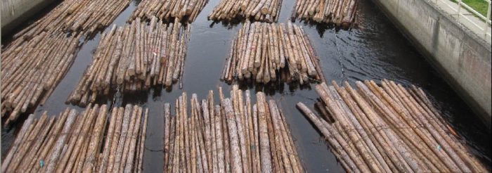 Logs in water